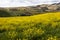 Canola Crops