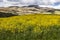 Canola Crops