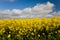 Canola crops Australia