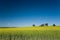 Canola crops Australia