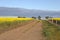 Canola, farm Track, old farm shed