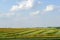 Canola Field