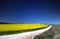 Canola Field