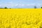 Canola field