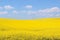 Canola field