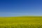 Canola Field