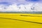 Canola field