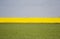 Canola field