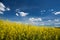 Canola field