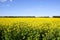 Canola field