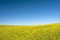 Canola field with blue sky