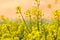 Canola field in a bright sunny spring day