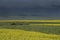 Canola field on the Canadian prairies