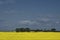 Canola field on the Canadian prairies