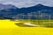 Canola Field Country Road Alberta