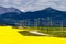 Canola Field Country Road Alberta