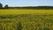 canola field at the country side