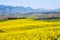 Canola field, Garden Route, South Africa