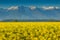 Canola field and high snowy mountains,Fagaras,Carpathians,Romania