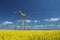 Canola field with high-voltage power lines at sun. Canola biofuel, organic