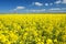 Canola field with high-voltage power lines at sun. Canola biofuel, organic