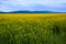 Canola field landscape