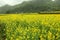 Canola field landscape