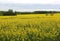 Canola Field in Minden,Germany