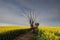 Canola field in morning light