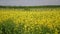 Canola field. Nature, summer field, horizon.