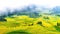 Canola field, rapeseed flower field with morning fog in Luoping, China.