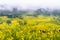 Canola field, rapeseed flower field with morning fog in Luoping, China.