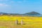 Canola field at Seongsan Ilchulbong, Jeju Island, South Korea.