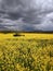 Canola field in Silesia, Poland