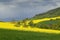 Canola fields