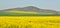 Canola fields