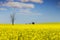 Canola fields