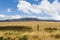 Canola fields