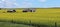 Canola fields in Alberta, Canada