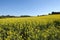 Canola fields in the Ampurdan,