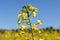 Canola fields in the Ampurdan,