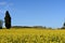 Canola fields in the Ampurdan, near Monells,