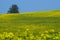 Canola Fields in autum