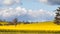 Canola fields pan