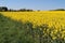 Canola fields or Rapeseed plant