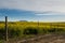 Canola fields with Table Mountain in the back