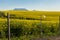 Canola fields view onto Table Mountain, pollution