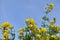 Canola flowe, yellow flowers