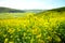 Canola flower and bee