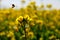 Canola flower and bee